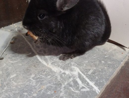 Шиншила Екстрадарк окрасу