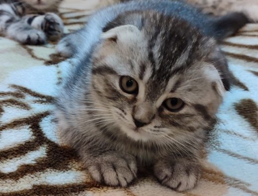 Кошенята породи Скоттіш-фолд