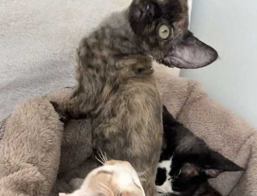 Гіпоалергенні кошенята Девон-рекс