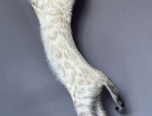 Бенгальське кошеня (дівчинка): Розкішний Сніговий окрас!