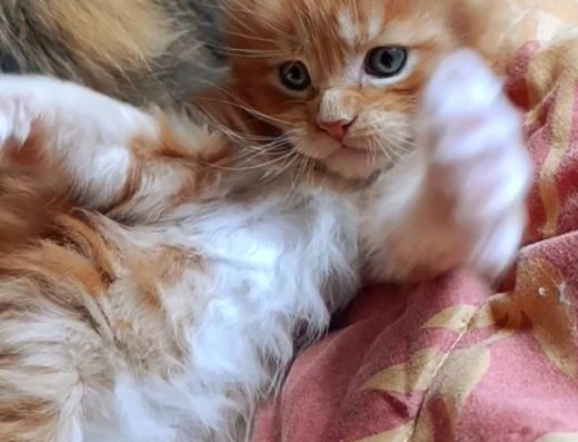 Кошеня породи Мейн-кун (хлопчик)