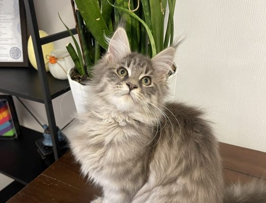 Дівчинка Мейн-кун (Сріблястий Таббі)