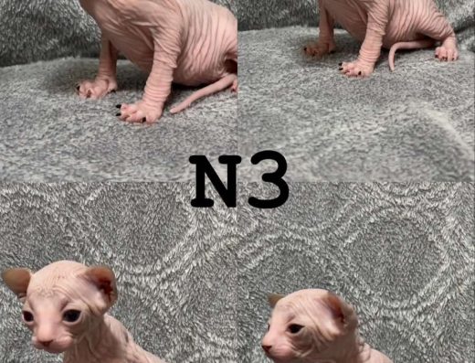 Канадський Сфінкс