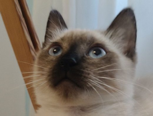 Тайська кішка Симона: Шукає родину, щоб дарувати тепло і вірність