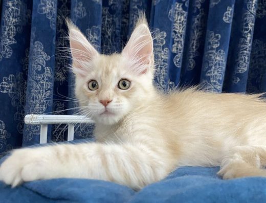 Кошеня породи Мейн-кун