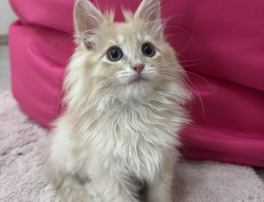 Кошеня породи Мейн-кун