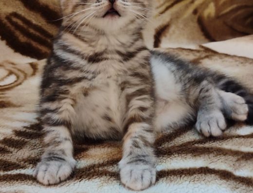 Кошенята Породи Скоттіш-фолд