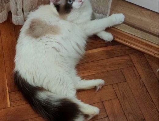 Кошенята породи Рагдолл (Ragdoll).