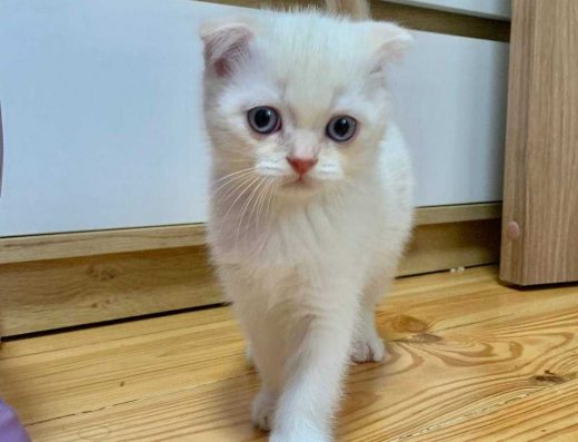 Кошенята Шотландської висловухої породи, білого забарвлення.