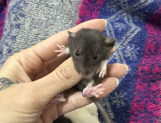 Розумні Пацюки (Щури)