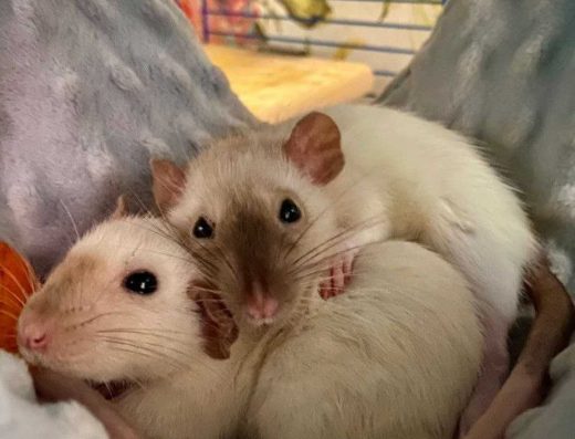 Декоративні Пацюки (Щури): Дамбо, Рекс, Сіамські