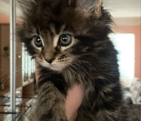 Дівчинка породи Мейн-кун (Мармур)