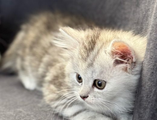 Кошенята Персидської Шиншили