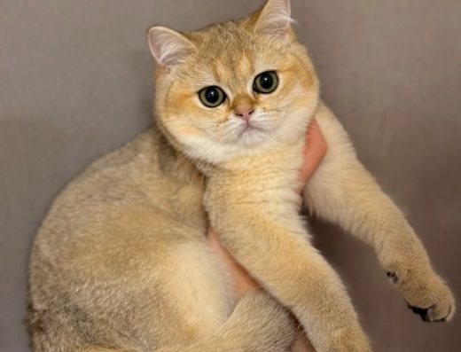 Чистокровна Красуня (Золота Шиншила)