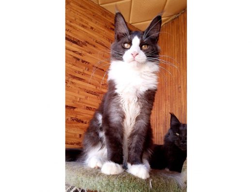 Розкішне кошеня в окрасі ns 03