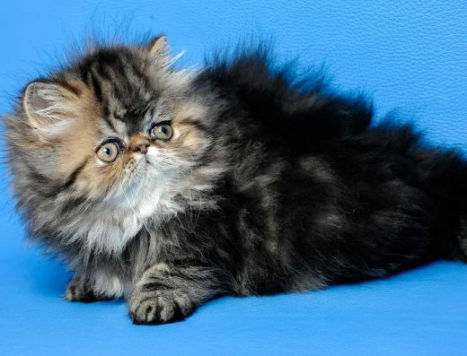 Розкішний Окрас: Пухнаста Персидська Красуня