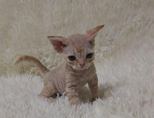 Рудий бешкетник — Девон-рекс.