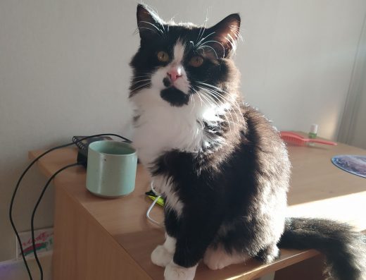 Віддам у добрі руки слухняного та спокійного хлопчика