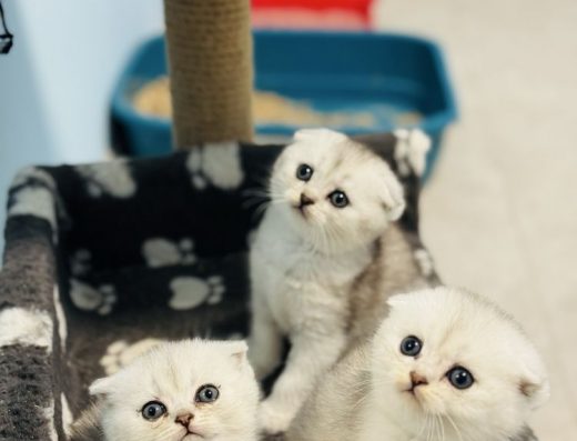 Чистокровні Шотландці: Повний вибір — Страйти й Фолди в окрасі Шиншила!