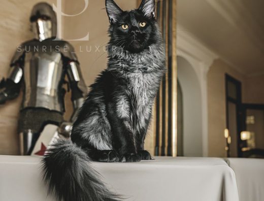 VIP хлопчик Loki, окрас Black Smoke.