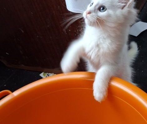 Біла Королева вашого серця! Мейн-кун дівчинка