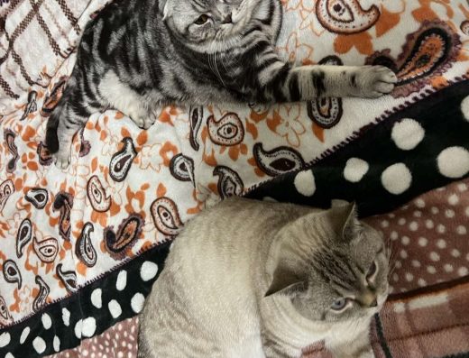 Дуже Красиве Шотландське Кошеня: Здоров’я та грація у кожному малюку!