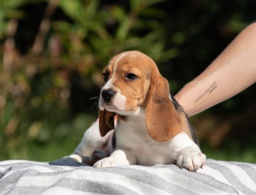 Бігль - найкращі цуценята в люблячі родини