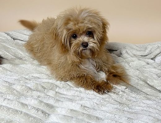 Преміум Мікро Мальтіпу: Дівчинка/Хлопчик (5,5 міс.)