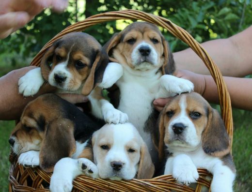 Бігленята VIP-класу: Біколор та Триколор