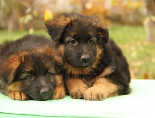Німецька Вівчарка: Породисті цуценята від Розплідника
