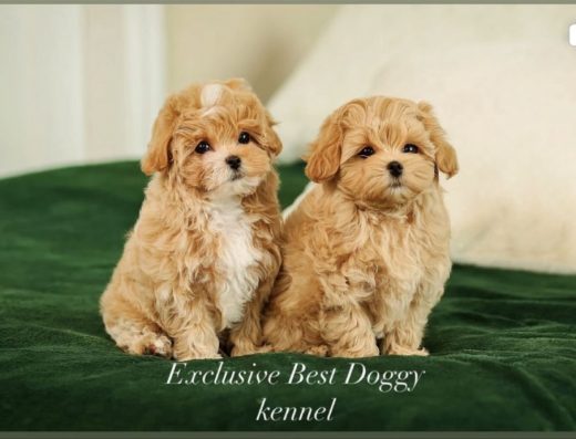 Ексклюзивні Мальтіпу F1: SUPER VIP mini (3-3.5 міс.)