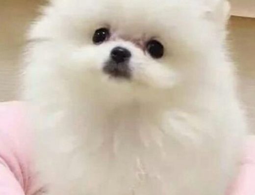 Міні-Красунчик: Цуценя