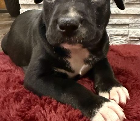 Стаффордширський Тер’єр: Гарненькі цуценята