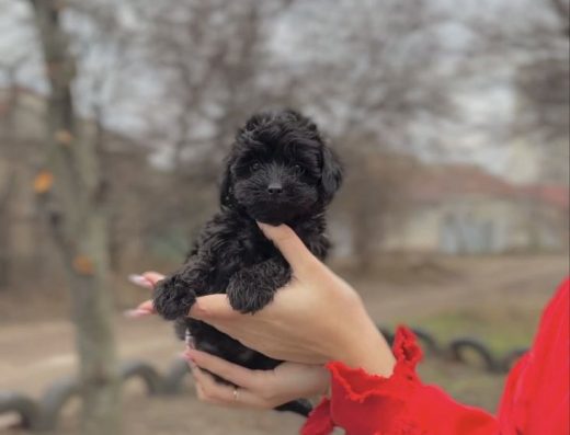 Чорний Ексклюзив: Мальтіпу та Пуделі