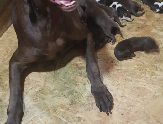 Німецький Курцхаар: Цуценята з Документами КСУ/FCI