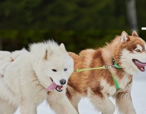 Цуценята Сенбернара та Лайки