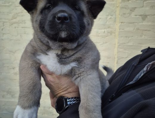 Американська Акіта: Шикарна Дівчинка (1.5 міс.)