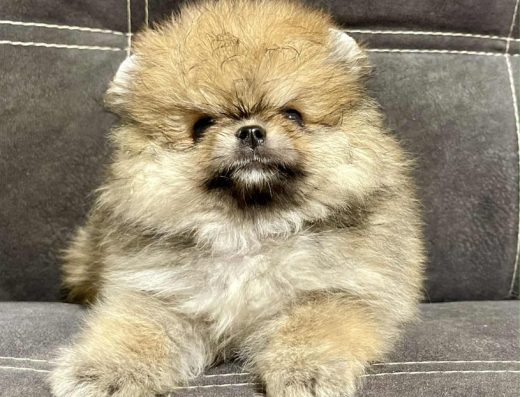 Мініатюрний Шпіц: Хлопчик-Крихітка (2 міс.)