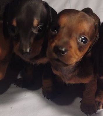 Елітна Такса: Кроляча та Міні (1 міс.)