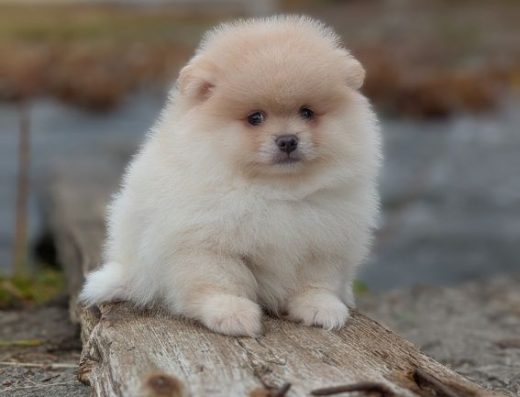 Померанський Шпіц: Хлопчики-Ведмежатка (Майже 3 міс.)