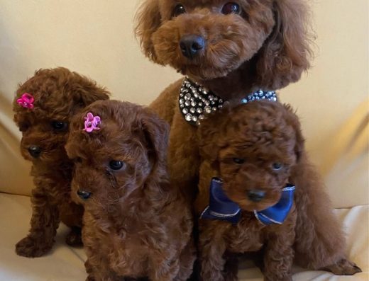 Мініатюрні Той-пуделята: Дівчатка (Народжені 15.09.2025)