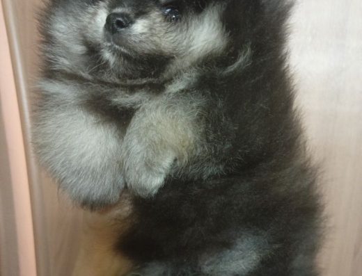 Чудові Малюки Померанського Шпіца