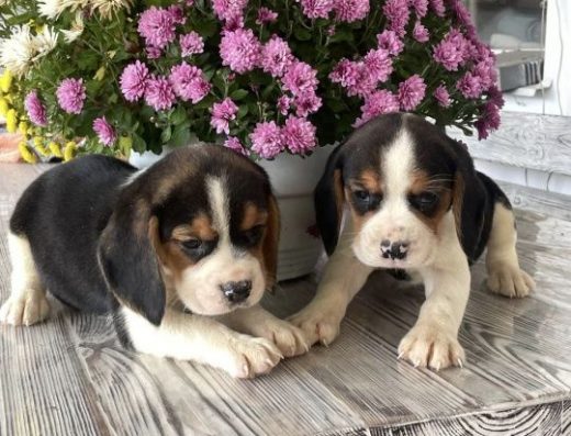 Найкращі біглята