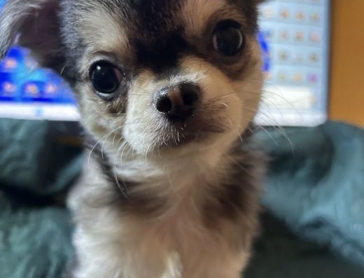 Довгошерстний Хаскі-Чихуахуа (Ляльковий Тип)