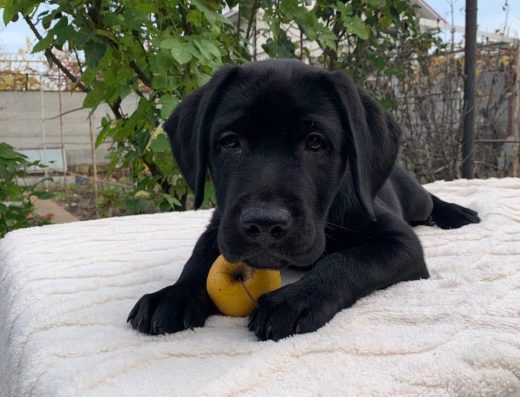 Цуценята породи Лабрадор-Ретривер