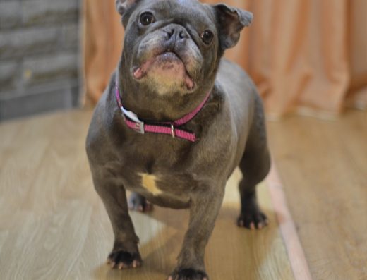 Ексклюзив: Блакитна Французька Бульдожка (3 роки)