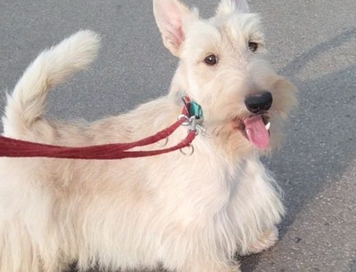 Скотч-Тер’єр (Підліток): Продається