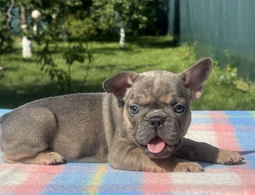 Французький Бульдог: Неймовірні Малятка (Хлопчики/Дівчатка)