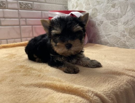 Йоркширський Тер’єр: Мініатюрна Дівчинка від Гарної Пари!