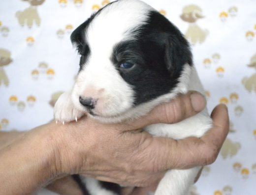 Цуценята Бордер-Коллі (КСУ)